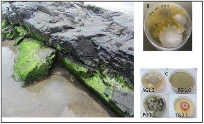 Endophytic Fungi of Marine Alga From Konkan Coast, India—A Rich Source of Bioactive Material